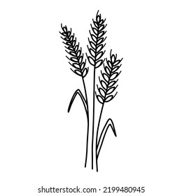 Doodle Wheat Ear Spikelet With Grains. Vector Sketch Line Illustration Of Cereal Grain Stem, Rye Ear, Organic Vegetarian Food For Backery, Flour Production Or Packaging Design