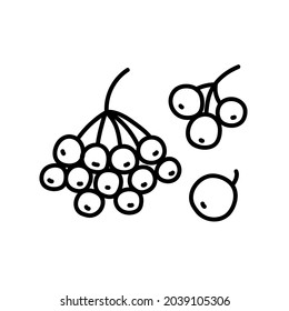 Doodle, un ícono de un montón de bayas de rowan . Imagen de contorno de frutos de viburno. Sencillo dibujo negro de plantas para pegatinas, decoración, postales, insignias, libros de colorantes, logos. Conjunto de plántulas vectoriales