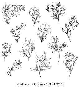 Elementos botánicos en blanco y negro. Flores dibujadas a mano, hierbas, flores, ramas de árboles. Elementos de diseño gráfico de líneas. Ilustración vectorial.