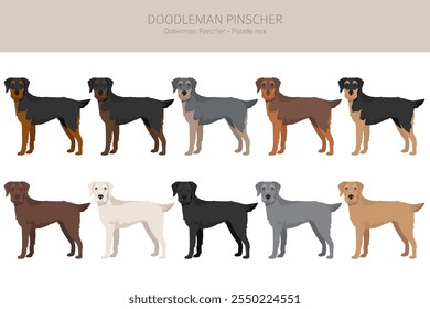 Doodleman Pinscher clipart. Doberman Pinscher Poodle mix. Different coat colors set.  Vector illustration