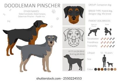 Doodleman Pinscher clipart. Doberman Pinscher Poodle mix. Different coat colors set.  Vector illustration