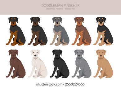 Doodleman Pinscher clipart. Doberman Pinscher Poodle mix. Different coat colors set.  Vector illustration