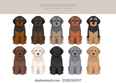 Doodleman Pinscher Clipart. Doberman Pinscher Poodle mix. Diferentes cores de casaco definido.  Ilustração vetorial