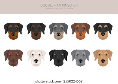 Doodleman Pinscher clipart. Doberman Pinscher Poodle mix. Different coat colors set.  Vector illustration