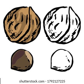 Doodles of autumn harvest. Realistic ink sketch of walnut, hazelnut. Hand drawn vector illustration. Set of black contour and color element isolated on white. For design, decor, prints, card, sticker.