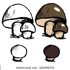 Doodles of Boletus edulis. Realistic ink sketch of autumn harvest mushroom. Hand drawn vector botanical illustration. Black contour and color drawing isolated on white. For design, decor, prints, card