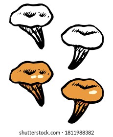 Doodles of chanterelles. Realistic ink sketch of autumn harvest mushrooms. Hand drawn vector botanical illustration. Contour and color drawing isolated on white for design, decor, print, card, sticker
