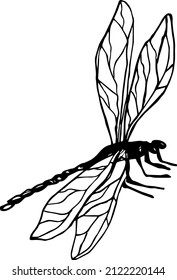 Doodles dragonfly, design element,  coloring book. 