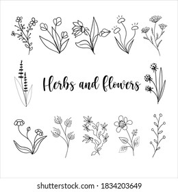 
Doodles Herbs and flowers, set of hand-drawn flowers, floral set of wildflowers and herbs, vector objects isolated on a white background.