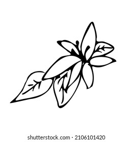 Doodles leaves flowers black line . Abstract collection of flowers and leaf in continuous line art drawing style.