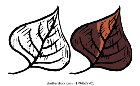Doodles of linden leaf. Realistic ink sketch of autumn fallen leaves. Hand drawn vector illustration. Set of black contour and color element isolated on white. For design, decor, print, card, sticker.