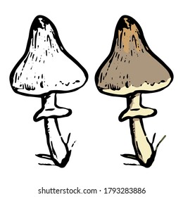Doodles of Macrolepiota procera. Realistic sketch of autumn harvest mushroom. Hand drawn vector botanical illustration. Сontour and color drawing isolated on white. For design, decor, prints, card.