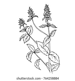 Doodles peppermint herb, drawn in black outline hand