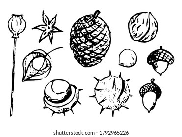 Doodles set of autumn nature elements. Nuts, chestnuts, acorns, poppy seeds, anise, pine cone and physalis. Hand drawn vector illustrations collection. Black object isolated on white for design, decor
