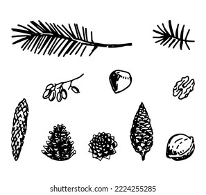 Doodles Set Of Forest Harvest, Nuts, Cone, Fir Twigs. Hand Drawn Vector Illustrations. Outline Clip Arts Collection Isolated On White.