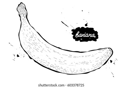 Doodle.vector illustration. black and white drawing of fruits. banana.