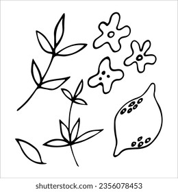 Doodling-Elemente, Zitrone und Blätter auf weißem Hintergrund