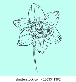 Doole plants. Daffodil on blue background