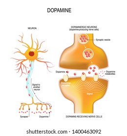 Dopamine. closeup presynaptic axon terminal, synaptic cleft, and dopamine-receiving nerve and dopamine-producing cells. Labeled diagram. Vector illustration for educational, biological, medical use svg