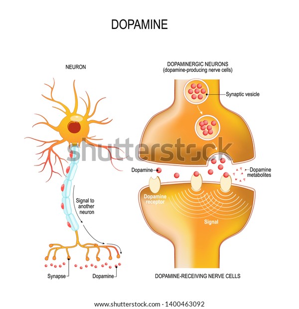 Dopamine. closeup presynaptic axon terminal, synaptic\
cleft, and dopamine-receiving nerve and dopamine-producing cells.\
Labeled diagram. Vector illustration for educational, biological,\
medical use