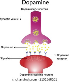  Dopamine, dopamine-receiving neuron and dopamine-producing neuron. Educational, scientific and medical vector illustration. Labeled diagram