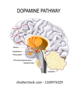 Dopamine Hypothesis Of Schizophrenia. Dopamine Pathway Dysfunction. Humans Brain With Dopamine Pathways.