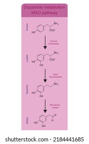 Metabolismo de la dopamina vía MAO (monoaminooxidasa) - biotransformación de la tirosina a L-DOPA, Dopamina y DOPAC. Infografía de fondo rosa.