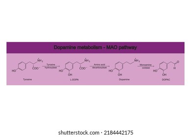 Metabolismo de la dopamina vía MAO (monoaminooxidasa) - biotransformación de la tirosina a L-DOPA, Dopamina y DOPAC. Infografía de fondo morado.