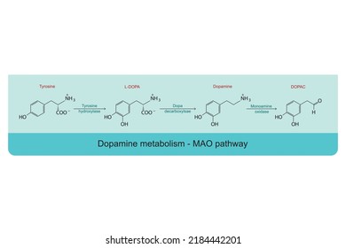 Dopamine Metabolism Mao Monoamine Oxidase Pathway Stock Vector (Royalty ...