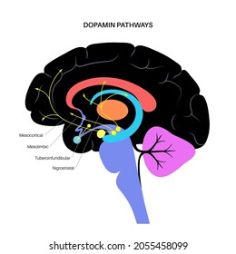 Dopamine pathway in the human brain. Monoamine neurotransmitter. Motivational component of reward motivated behavior. Motor control, controlling the release of various hormones vector illustration