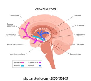 Dopamine pathway in the human brain. Monoamine neurotransmitter. Motivational component of reward motivated behavior. Motor control, controlling the release of various hormones vector illustration