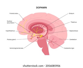 Dopamine pathway in the human brain. Monoamine neurotransmitter. Motivational component of reward motivated behavior. Motor control, controlling the release of various hormones vector illustration