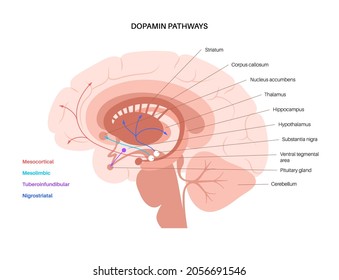 Dopamine pathway in the human brain. Monoamine neurotransmitter. Motivational component of reward motivated behavior. Motor control, controlling the release of various hormones vector illustration