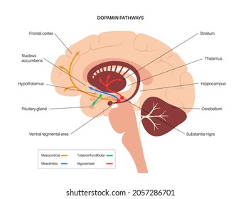 Dopamine pathway in the human brain. Monoamine neurotransmitter. Motivational component of reward motivated behavior. Motor control, controlling the release of various hormones vector illustration