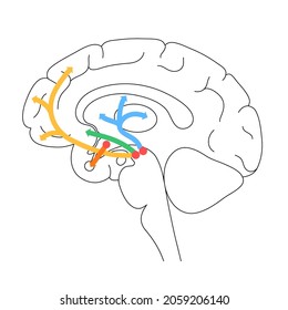 Dopamine pathway in the human brain. Monoamine neurotransmitter. Motivational component of reward motivated behavior. Motor control, controlling the release of various hormones vector illustration