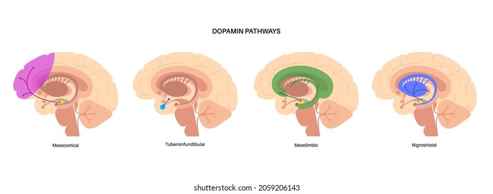 Dopamine pathway in the human brain. Monoamine neurotransmitter. Motivational component of reward motivated behavior. Motor control, controlling the release of various hormones vector illustration svg