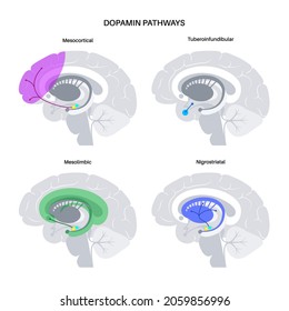 Dopamine pathway in the human brain. Monoamine neurotransmitter. Motivational component of reward motivated behavior. Motor control, controlling the release of various hormones vector illustration