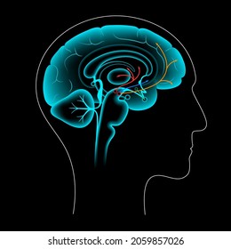 Dopamine pathway in the human brain. Monoamine neurotransmitter. Motivational component of reward motivated behavior. Motor control, controlling the release of various hormones vector illustration