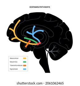 Dopamine pathway in the human brain. Monoamine neurotransmitter. Motivational component of reward motivated behavior. Motor control, controlling the release of various hormones vector illustration