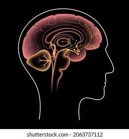 Carretera de dopamina en el cerebro humano. Neurotransmisor de monoamina. Componente motivacional de comportamiento motivado por recompensas. Control del motor, control de la liberación de varias hormonas de ilustración vectorial