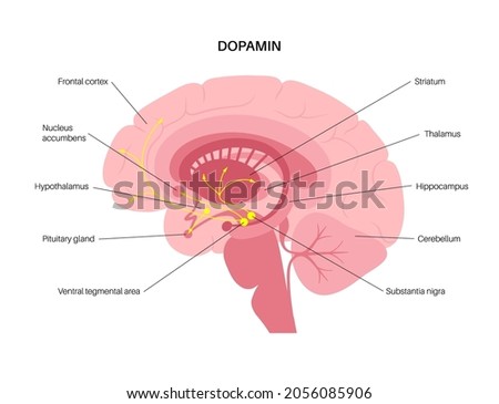 Dopamine pathway in the human brain. Monoamine neurotransmitter. Motivational component of reward motivated behavior. Motor control, controlling the release of various hormones vector illustration
