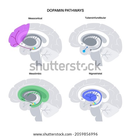 Dopamine pathway in the human brain. Monoamine neurotransmitter. Motivational component of reward motivated behavior. Motor control, controlling the release of various hormones vector illustration
