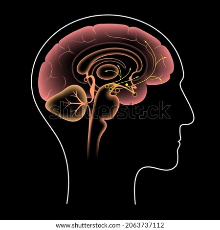 Dopamine pathway in the human brain. Monoamine neurotransmitter. Motivational component of reward motivated behavior. Motor control, controlling the release of various hormones vector illustration