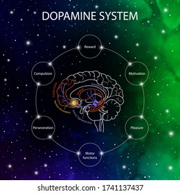 Dopamine Pathways In The Brain. Dopamine Functions. Neuroscience Medical Infographic. Striatum, Substantia Nigra, Hippocampus, Ventral Tegmental Area And Nucleus Accumbens.