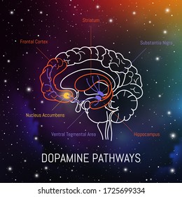 Dopamin bewegt sich im Gehirn. Neurowissenschaftliche medizinische Informationen. Striatum, Substa nigra, Hippocampus, ventral tegmental Bereich und Nucleus accumbens.