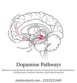 Dopamine pathways in the brain. Neuroscience medical infographic. Striatum, substantia nigra, hippocampus, ventral tegmental area and nucleus accumbens.