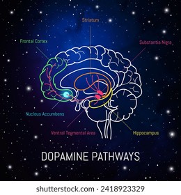 Dopamine pathways in the brain. Neuroscience medical infographic. Striatum, substantia nigra, hippocampus, ventral tegmental area and nucleus accumbens.