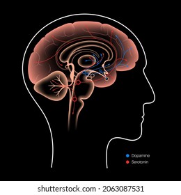 Dopamine and serotonin hormones pathway in human brain. Monoamine neurotransmitter. Modulating mood, learning and memory processes. Motivational component of reward, motor control vector illustration