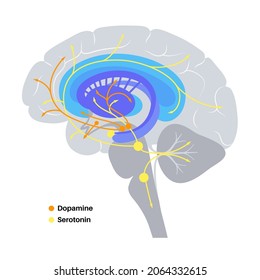 Ruta de las hormonas dopaminérgicas y serotoninas en el cerebro humano. Neurotransmisor de monoamina. Modulación del estado de ánimo, aprendizaje y procesos de memoria. Componente de motivación de recompensa, ilustración de vector de control de motor