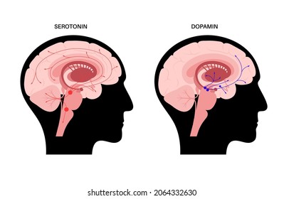 Dopamine and serotonin hormones pathway in human brain. Monoamine neurotransmitter. Modulating mood, learning and memory processes. Motivational component of reward, motor control vector illustration svg